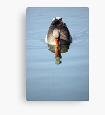 Just reflecting Canvas Print