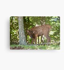 Baby Elk Metal Print