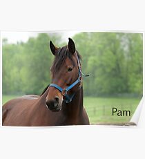Pam - Nepean Equestrian Park Poster