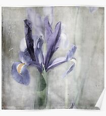 Iris Poster
