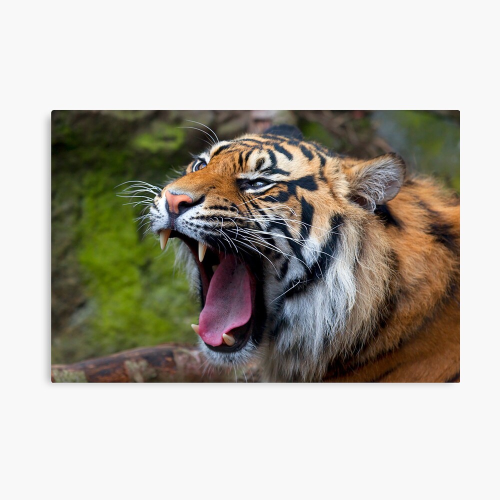 Wild Thing Canvas Print