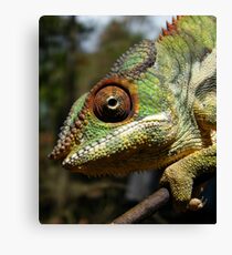 Panther Chameleon Canvas Print