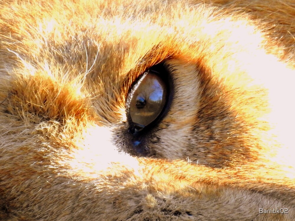 Ojos De Leon De Barnbk02 Redbubble