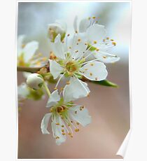 Plum Blossoms Close Up Poster