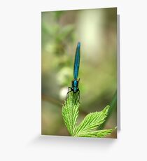 Damselfly Greeting Card