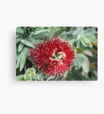 Bottle Brush Canvas Print