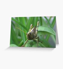 Grass Hopper Greeting Card