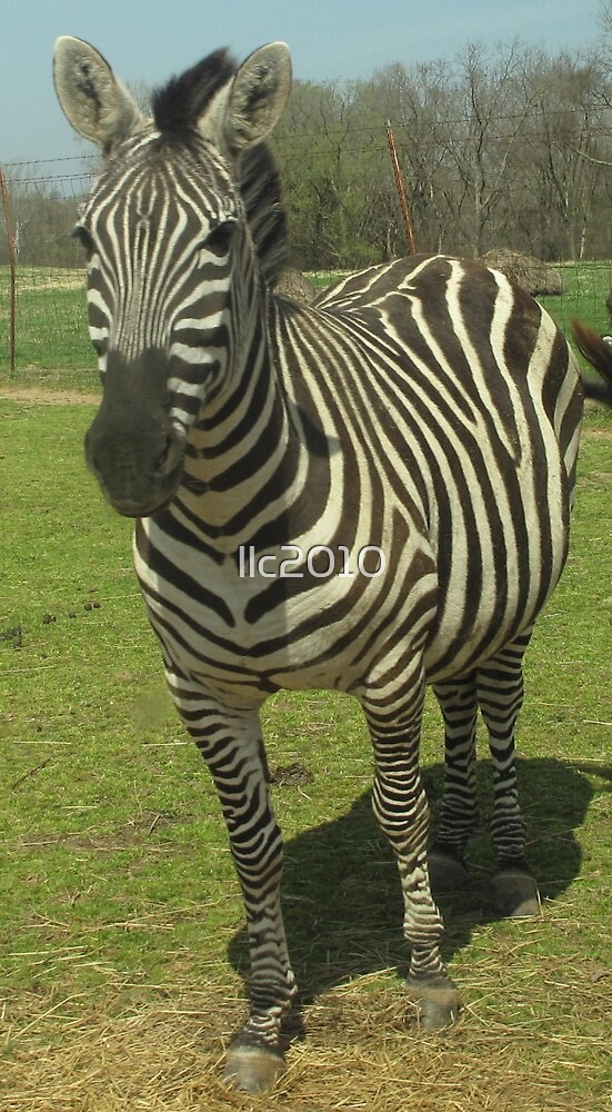 «Zebra Gentry Zoo, Arkansas » de llc2010 Redbubble