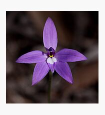 purple wax lip orchid Photographic Print
