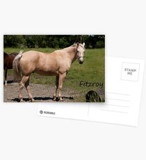 Fitzroy - NNEP Ottawa, On Postcards