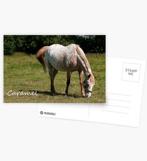 Caramel - NNEP Ottawa ON Postcards