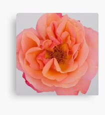 Red flower Canvas Print