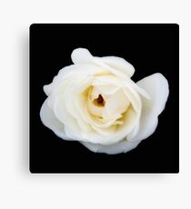 White rose. Canvas Print