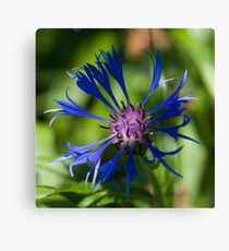 Blue flower in sunlight Canvas Print