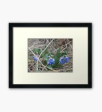 Sagebrush Bluebell Framed Print