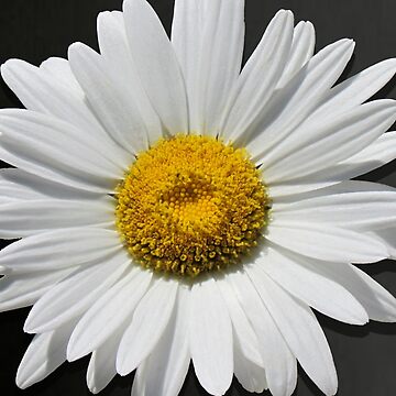 daisy, Daisy, Daisy Print, Daisy Coaster, Daisy Mug, Daisy