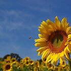 «Sunny girasol solista (con coro de respaldo)» de rvjames
