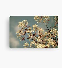 Early Spring Canvas Print