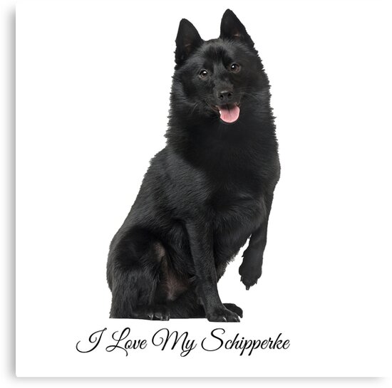 white schipperke dog
