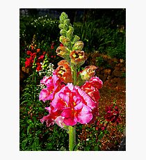 Double snapdragon Photographic Print