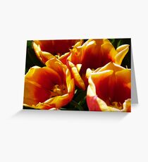 Tulip Time. 2 Greeting Card