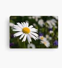 Ox eye Daisy Canvas Print