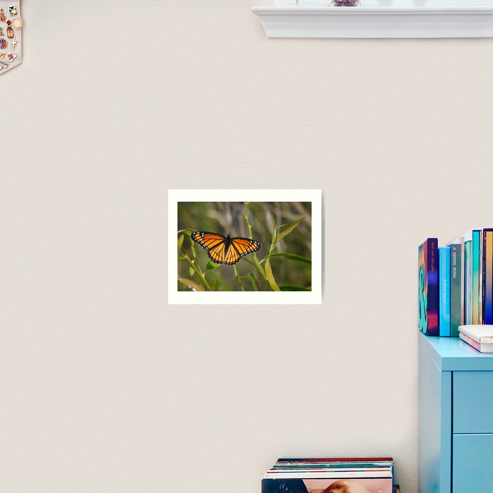 Viceroy Art Print