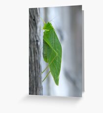 Sounds of Summer - Katydid Greeting Card