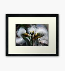 Baby Great White Egrets Framed Print