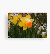 White Cap Canvas Print