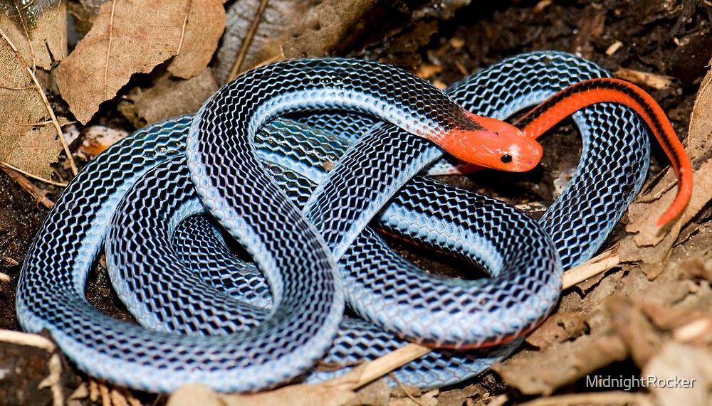 Blue Coral Snake By MidnightRocker Redbubble blue coral snake by midnightrocker redbubble