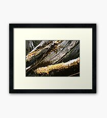 Colours in Nature Framed Print