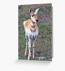 antelope yearling #137 Greeting Card