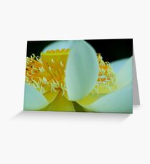 Nelumbo nucifera Greeting Card