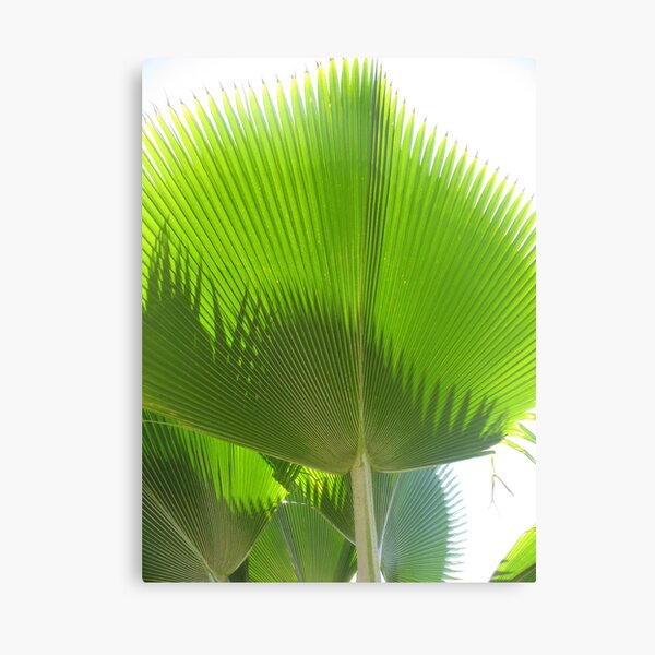 Giant Green Hawaiian Fan Palm Canvas Print