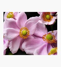 So Happy Together Photographic Print