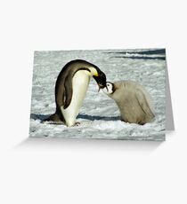 Emperor Penguin Feeding Chick, Antarctica Greeting Card