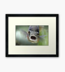 Something fishy ... Framed Print