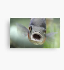 Something fishy ... Metal Print