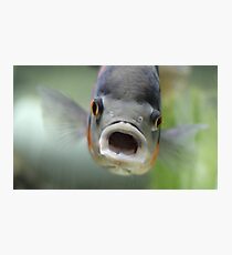 Something fishy ... Photographic Print