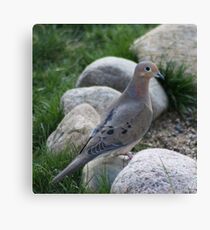 mourning dove Canvas Print