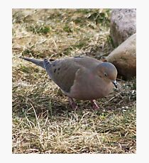 beauty dove Photographic Print