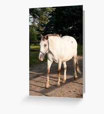 Kilty - NNEP Ottawa ON Greeting Card