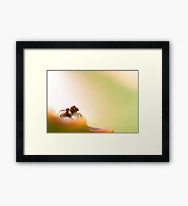 Evolution.. Framed Print