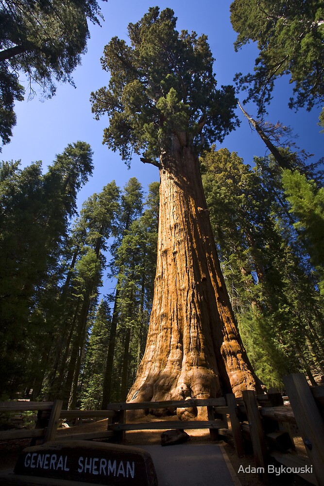 "The Largest Tree in the World" by Adam Bykowski | Redbubble