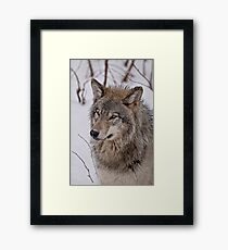Timber Wolf Framed Print