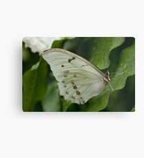 White Morpho Metal Print
