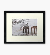 Its a Leap Year!! Ottawa, ON Framed Print
