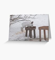 Its a Leap Year!! Ottawa, ON Greeting Card