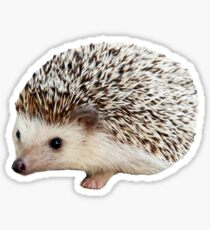 Carl the Hedgehog Sticker